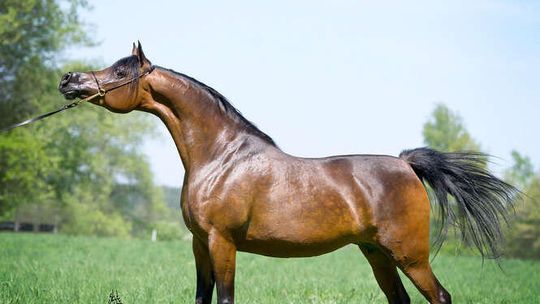 Pride of Poland 2013 - faworytki