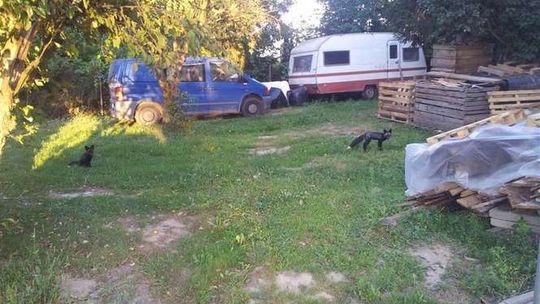 Czarne lisy w Abramowicach Prywatnych