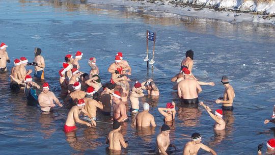 Kąpiel morsów w Zalewie Zemborzyckim