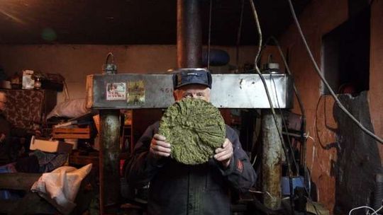 Wyrób oleju adwentowego