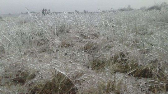 Łąka jak ze szkła po opadach marznącego deszczu