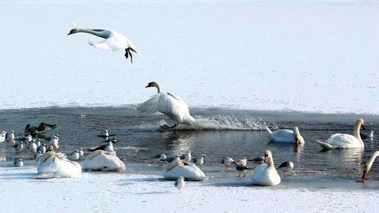 Łabędzie nad Zalewem Łabędzie nad Zalewem