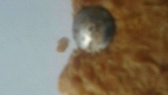 Drożdżówka z pinezkę. Zdjęcia od Internauty Drożdżówka z pinezkę. Zdjęcia od Internauty