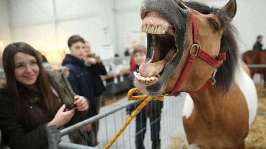 Wystawa Zoologiczna ZOOPARK