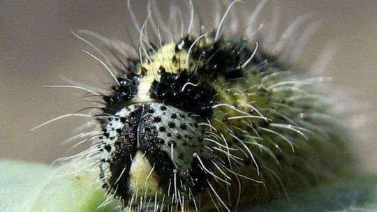 Obcy wśród nas (zdjęcia)