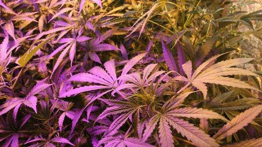 Plantacja marihuany w centrum Lublina