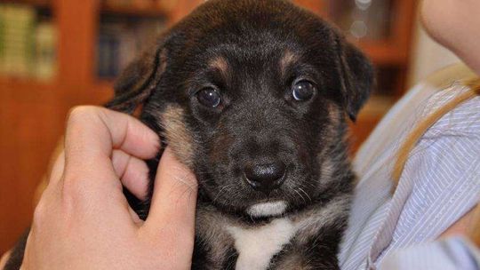 Szczeniaczki podrzucone w wielkanocnych koszyczkach