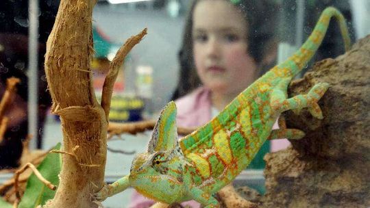 Wystawa Zwierząt Egzotycznych w Gali Wystawa Zwierząt Egzotycznych w Gali
