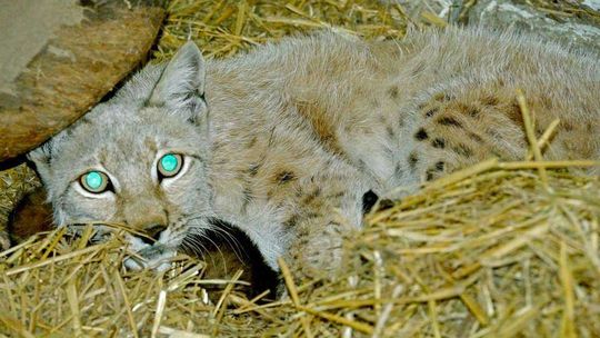 Nowi mieszkańcy zoo w Zamościu