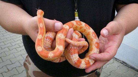 Egzotyczne zwierzęta znalezione w Lublinie Egzotyczne zwierzęta znalezione w Lublinie