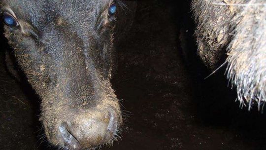 Góry: Zwierzęta w złych warunkach