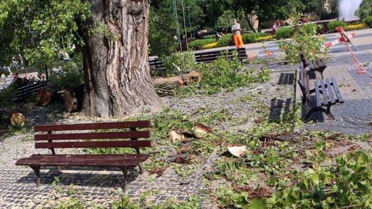 Chirurdzy drzew na Baobabie