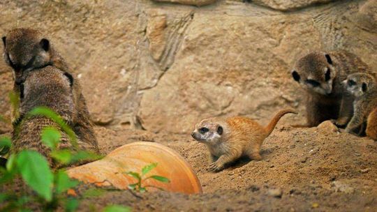 Narodziny w zamojskim zoo