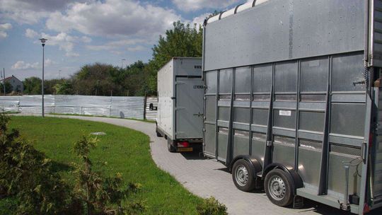 Żyrafy w zoo w Zamościu