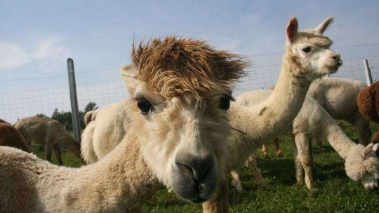 Alpaki z Centrum Zooterapii WSiZ