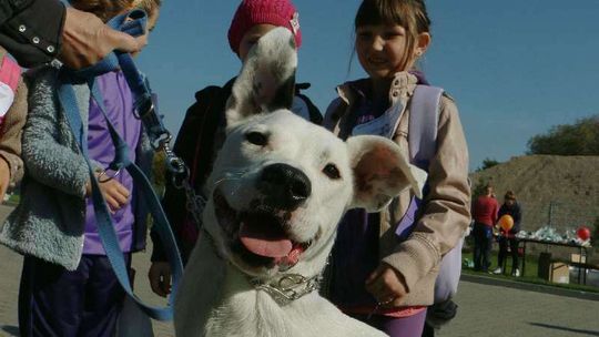 Światowy Dzień Zwierząt