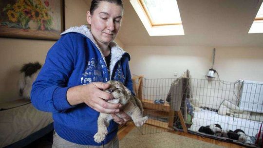 Parys, lwiątko z podlubelskiego zoo