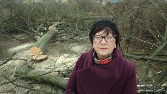 Wycinka drzew na skwerze przy ul. Krańcowej