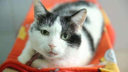 Dzień kota w lubelskim schronisku dla zwierząt