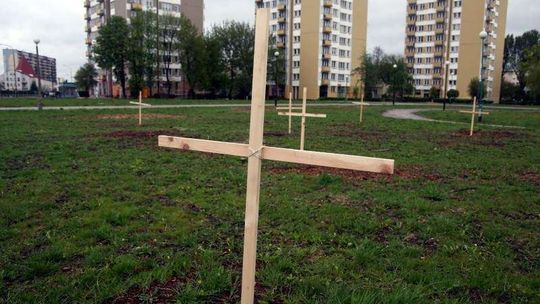 Krzyże w miejscu wyciętych drzew na Bronowicach