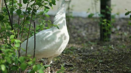 Pierwszy spacer pawi w Ogrodzie Saskim