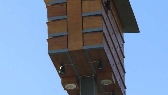 Wieża dla jaskółek i jerzyków w Puławach