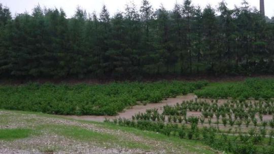 Złamane drzewo przy ul. Peowiaków