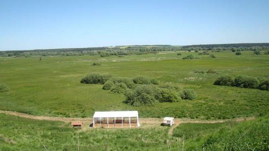 Owce w gm. Hrubieszów