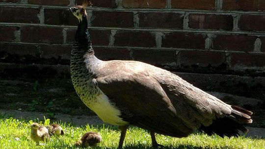 Młode pawie w Muzeum Zamoyskich w Kozłówce