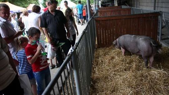 Festyn rolniczy w Końskowoli