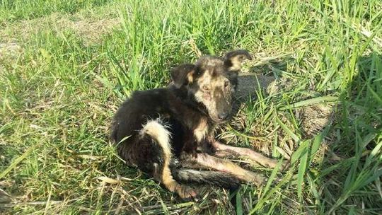 Przywiązał psu kamień do szyi i wrzucił do rzeki