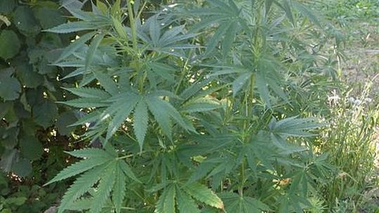 Konopie indyjskie rosły koło Bełżyc