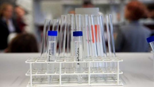 Festiwal Nauki - w poszukiwaniu roślinnego DNA