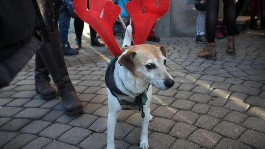 Odprawa Mikołajów pod zamkiem w Lublinie Odprawa Mikołajów pod zamkiem w Lublinie