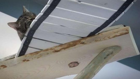 MRAU CAFE kocia kawiarnia