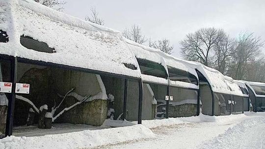 Zima w zamojskim ZOO Zima w zamojskim ZOO