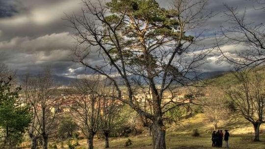 Europejskie Drzewo Roku 2016 Europejskie Drzewo Roku 2016