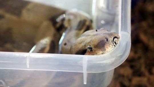 Wystawa zwierząt egzotycznych w Felicity Wystawa zwierząt egzotycznych w Felicity