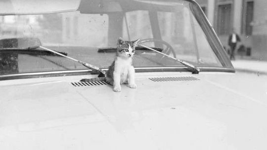 Zobacz koty przodków