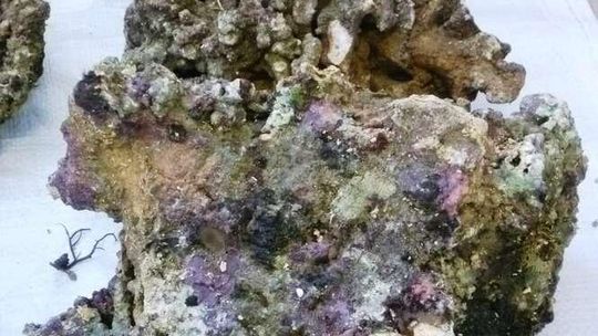 Rafa koralowa z przemytu Rafa koralowa z przemytu