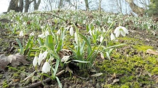 Wiosna w Ogrodzie Botanicznym w Lublinie