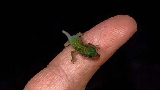 Jaszczurka przyjechała w walizce