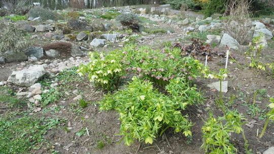 Wiosna w botaniku: wkrótce otwarcie dla zwiedzajacych