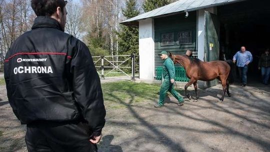 Shirley Watts zabrała swoje konie ze stadniny w Janowie Podlaskim