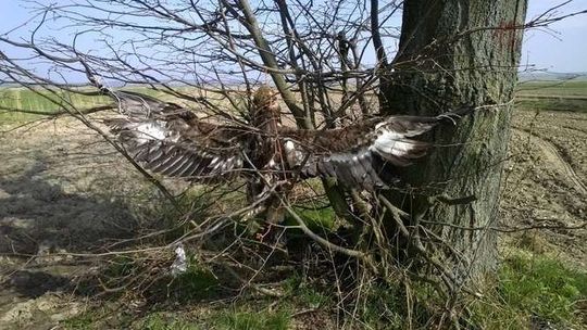 Martwy orzeł przedni znaleziony koło Turobina