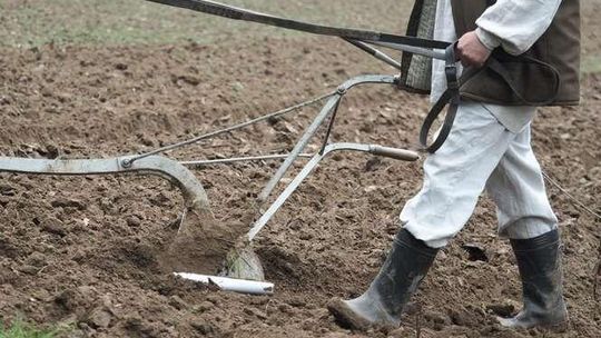 Pokaz orki konnej w Muzeum Wsi Lubelskiej