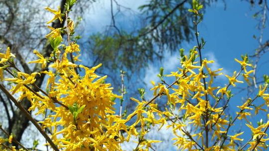 Ogród Botaniczny UMCS już otwarty dla zwiedzających