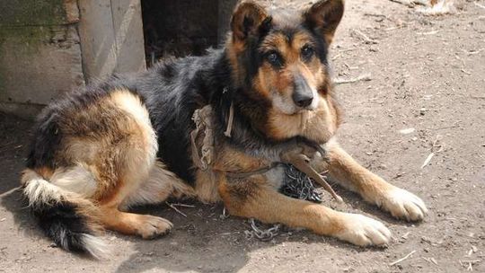 Skandaliczne warunki w nielegalnej hodowli psów