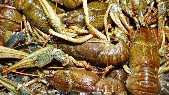 Udaremniony przemyt raków