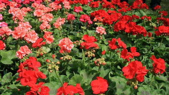 Kiermasz kwiatów w Końskowoli